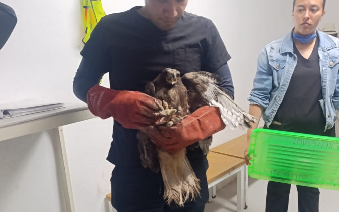 CUAUTEPEC IMPULSA ACCIONES DE BIENESTAR ANIMAL CON RUTA DEL RESCATE