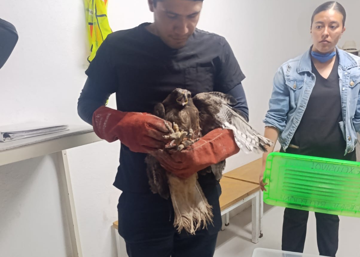 CUAUTEPEC IMPULSA ACCIONES DE BIENESTAR ANIMAL CON RUTA DEL RESCATE