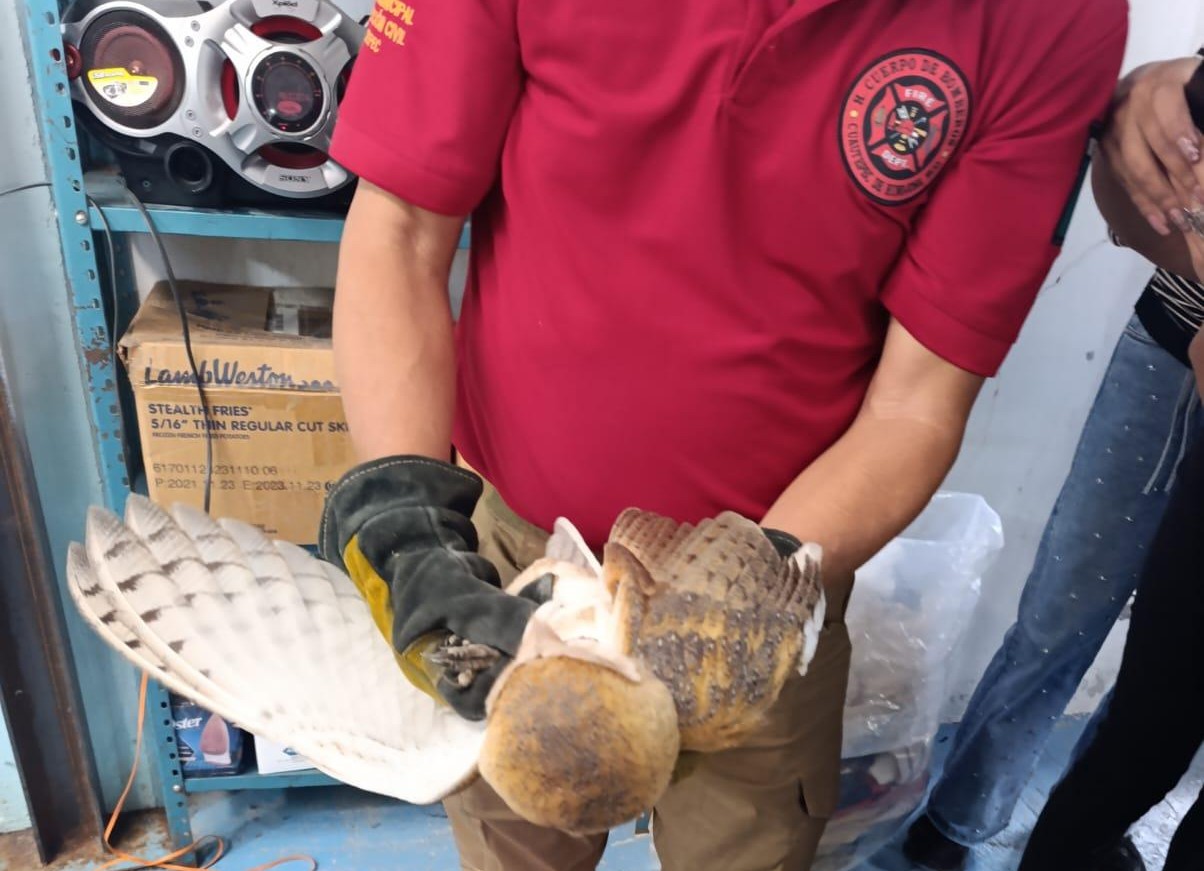 RESCATAN Y LIBERAN EJEMPLAR DE LECHUZA DE CAMPANARIO EN CUAUTEPEC